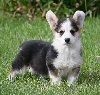 Velski korgi/Welsh Corgi Pembroke stenci ponuda Kućni ljubimci