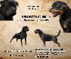 Stigli su naši mali rotvajleri! ponuda Kućni ljubimci