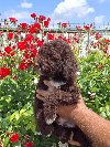 Lagoto Romanjolo (Lagotto Romagnolo) ponuda Kućni ljubimci