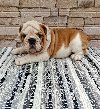 Engleski buldog potreba Kućni ljubimci