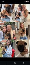 Belgijski ovcar - Malinoa stenci ponuda Kućni ljubimci